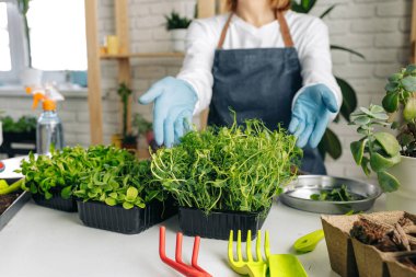 Tanınmayan bahçıvan içeride mikroçim yetiştiriyor.