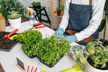 Tanınmayan bahçıvan içeride mikroçim yetiştiriyor.