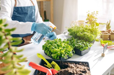 Tanınmayan bahçıvan içeride mikroçim yetiştiriyor.