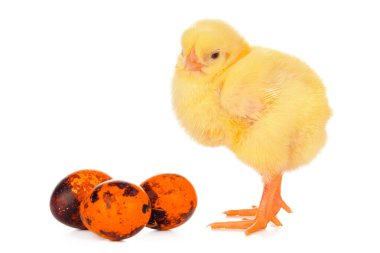 Paskalya renkli yumurtalar ve beyaz üzerine izole edilmiş küçük şirin bir tavuk.