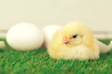 Çimlerde küçük bir tavuk