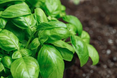 Büyüyen mikro yeşil bitki makrosu