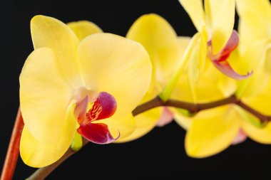 Siyah arka planda güzel orkide çiçekleri olan sakin bir hayat