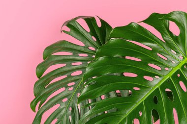 Pembe arka planda güzel bir canavar yaprağı.