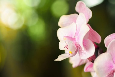 Orkide çiçekleri bulanık arkaplanı kapatır