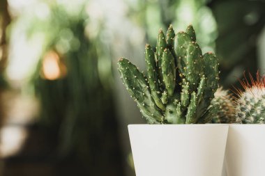 Mini kaktüs bitkisi bulanık bahçe arka planında saksıda.