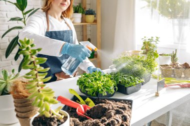 Bayan bahçıvan bitkileriyle içeride ilgileniyor.