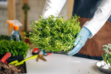 Mikro yeşil filizler satılık sağlıklı gıdalar yetiştiriyor.