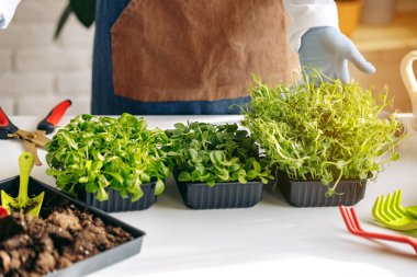 Mikro yeşil filizler satılık sağlıklı gıdalar yetiştiriyor.