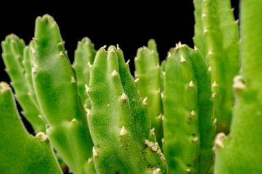 Siyah arkaplandaki sulu bitki yaprakları yakın plan