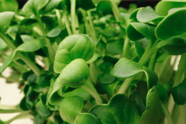 Mikroyeşil bitki filizleri yaklaşıyor.