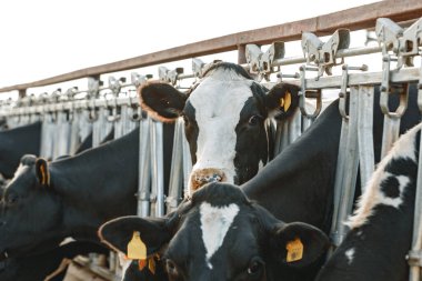 Çiftlikteki bir ahırda duran yetişkin inekler