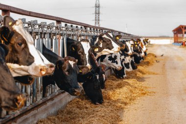 İnekler ahırda durur ve saman yerler.