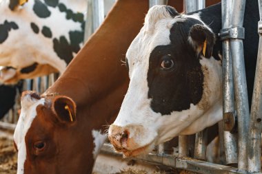 Çiftlikteki bir ahırda duran yetişkin inekler