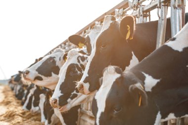 Çiftlikteki siyah beyaz benekli inekler