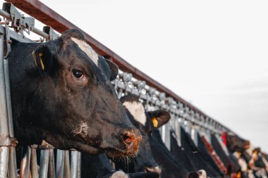Çiftlikteki bir ahırda duran yetişkin inekler