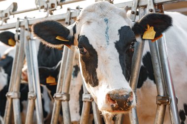 Çiftlikteki bir ahırda duran yetişkin inekler