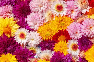 Parlak çiçek tomurcuklarından yapılmış güzel bir arka plan