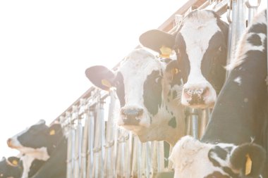 Çiftlikteki siyah beyaz benekli inekler