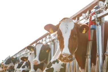 Çiftlikteki bir ahırda duran yetişkin inekler