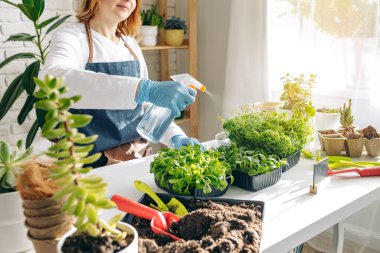 Bayan bahçıvan bitkileriyle içeride ilgileniyor.