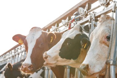 Çiftlikteki bir ahırda duran yetişkin inekler