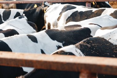 Çiftlikteki siyah beyaz benekli inekler