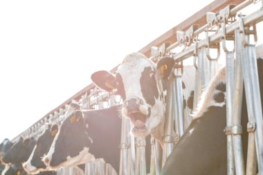 Çiftlikteki siyah beyaz benekli inekler