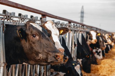 Çiftlikteki bir ahırda duran yetişkin inekler