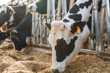 İnekler ahırda durur ve saman yerler.