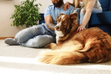 Border Collie köpeği ev sahibinin ayaklarının dibinde oturuyor.