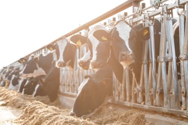 İnekler ahırda durur ve saman yerler.