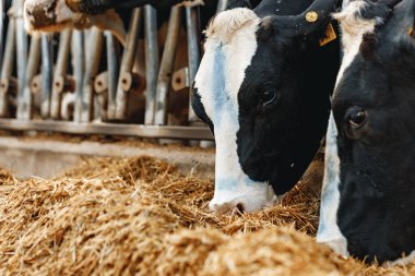 İnekler ahırda durur ve saman yerler.