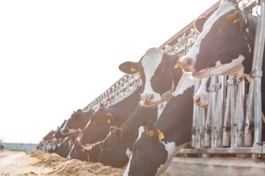 Çiftlikteki siyah beyaz benekli inekler