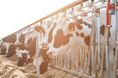 Çiftlikteki bir ahırda duran yetişkin inekler