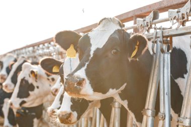 Çiftlikteki siyah beyaz benekli inekler