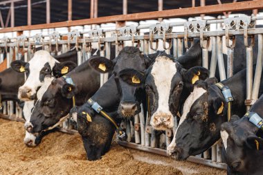 İnekler ahırda durur ve saman yerler.