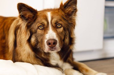 Kahverengi Border Collie köpeği yerde yatıyor.