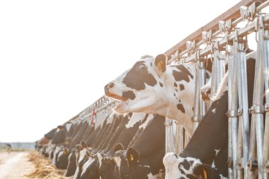 Çiftlikteki siyah beyaz benekli inekler