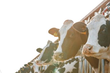 Çiftlikteki bir ahırda duran yetişkin inekler