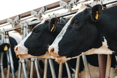 Çiftlikteki bir ahırda duran yetişkin inekler