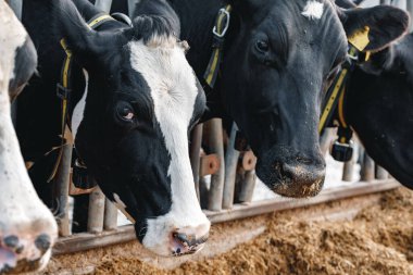 Ahırda duran bir ineğin kafası