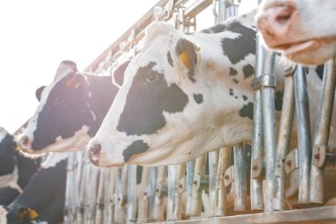 Çiftlikteki siyah beyaz benekli inekler