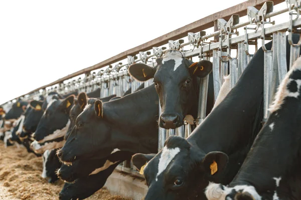 Çiftlikteki bir ahırda duran yetişkin inekler