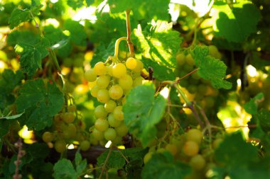 Yaz asmalarında bir demet yeşil üzüm