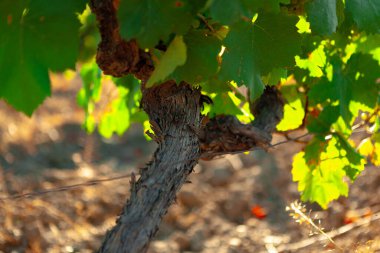 Üzüm yaprakları üzüm bağında, yakından.