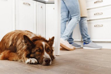 Border Collie köpeği ev sahibinin ayaklarının dibinde oturuyor.
