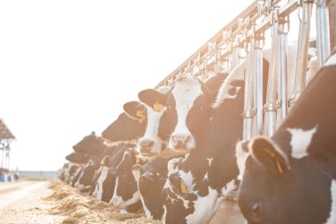 Çiftlikteki siyah beyaz benekli inekler