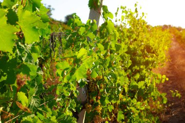 Üzüm bağında yetişen üzüm bağları.