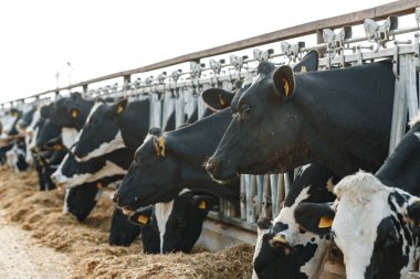 İnekler ahırda durur ve saman yerler.